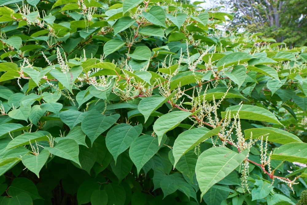 Woekerplanten 